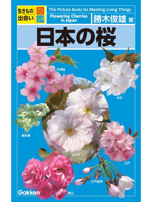 勝木俊雄作の日本の桜の作品詳細 - 予約可能